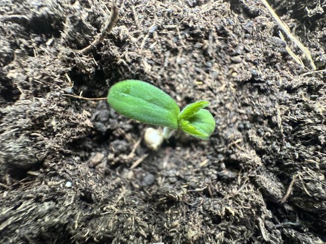 Rainbow Melon. Week 1