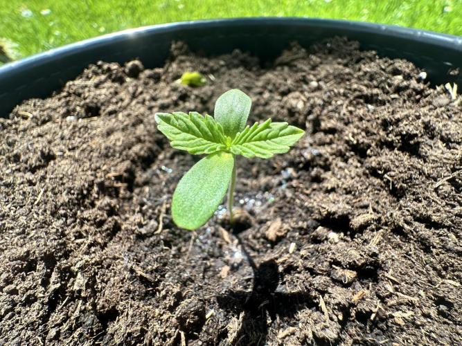 Rainbow Melon. Week 1