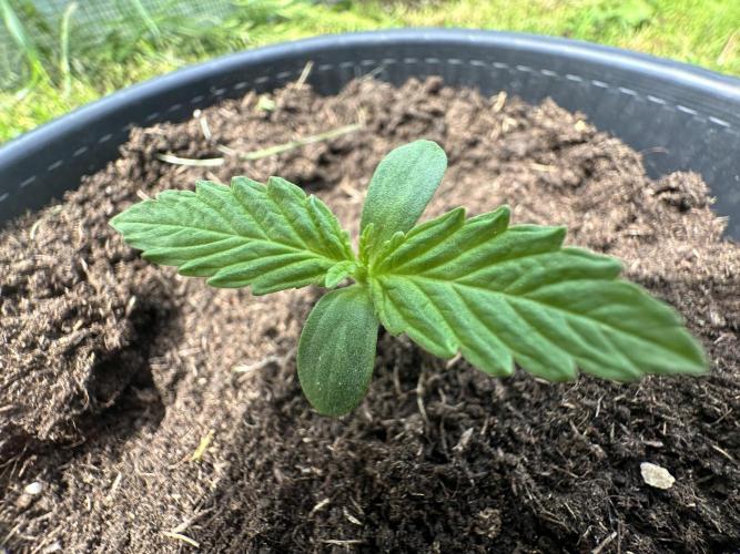 Rainbow Melon. Week 1