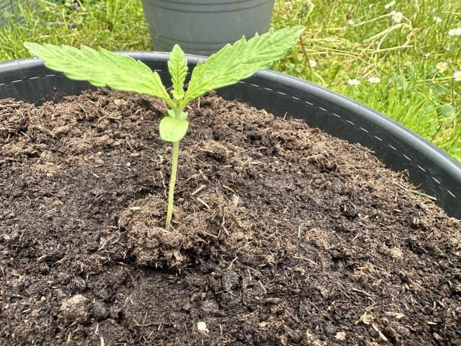 Rainbow Melon. Week 2