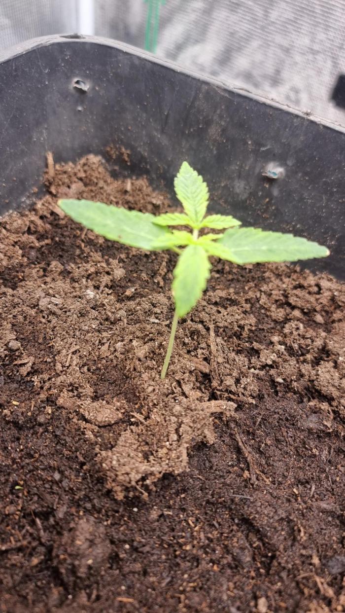 Papaya stank. Week 1