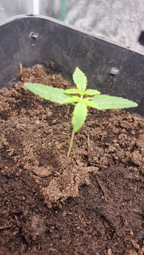 Papaya Stank. Week 1
