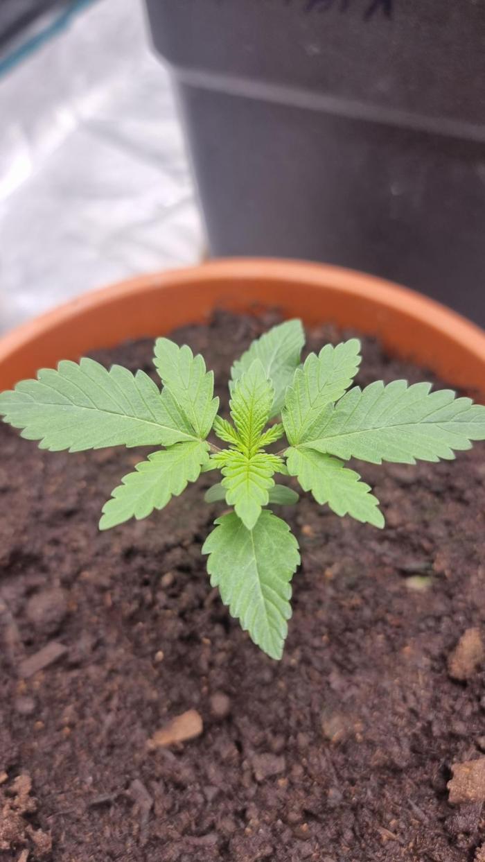 Blackwater. Week 1