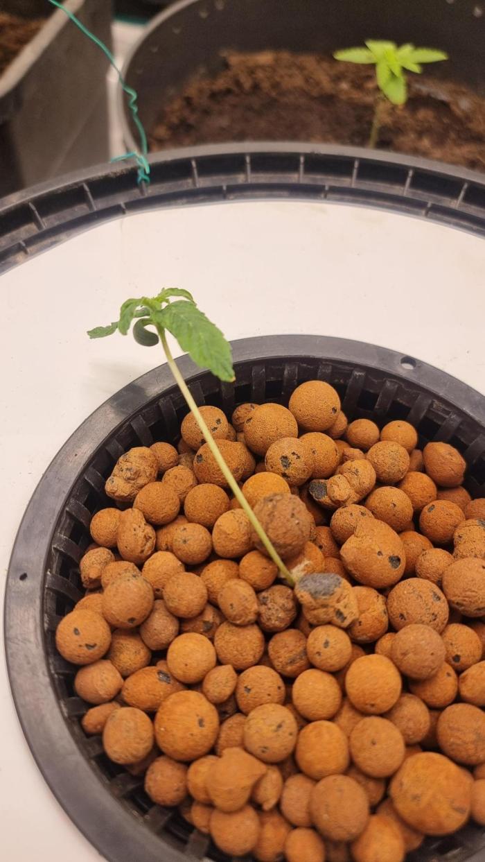 Banana fumez. Week 1
