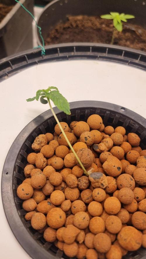 Banana Fumes. Week 1