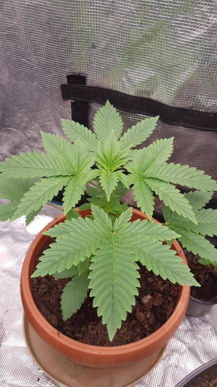 Blackwater. Week 2