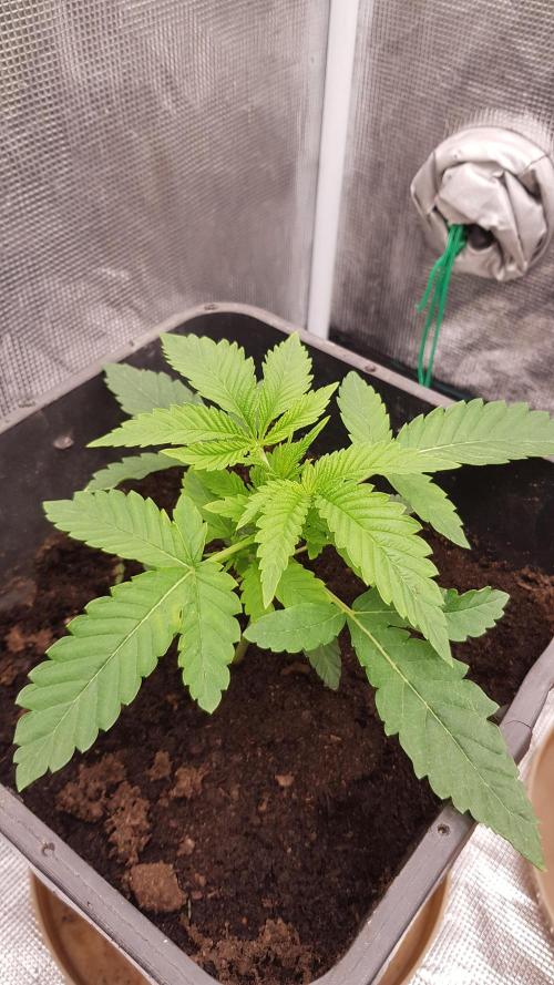 Papaya Stank. Week 2