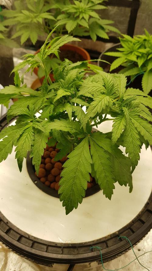 Banana Fumes. Week 3