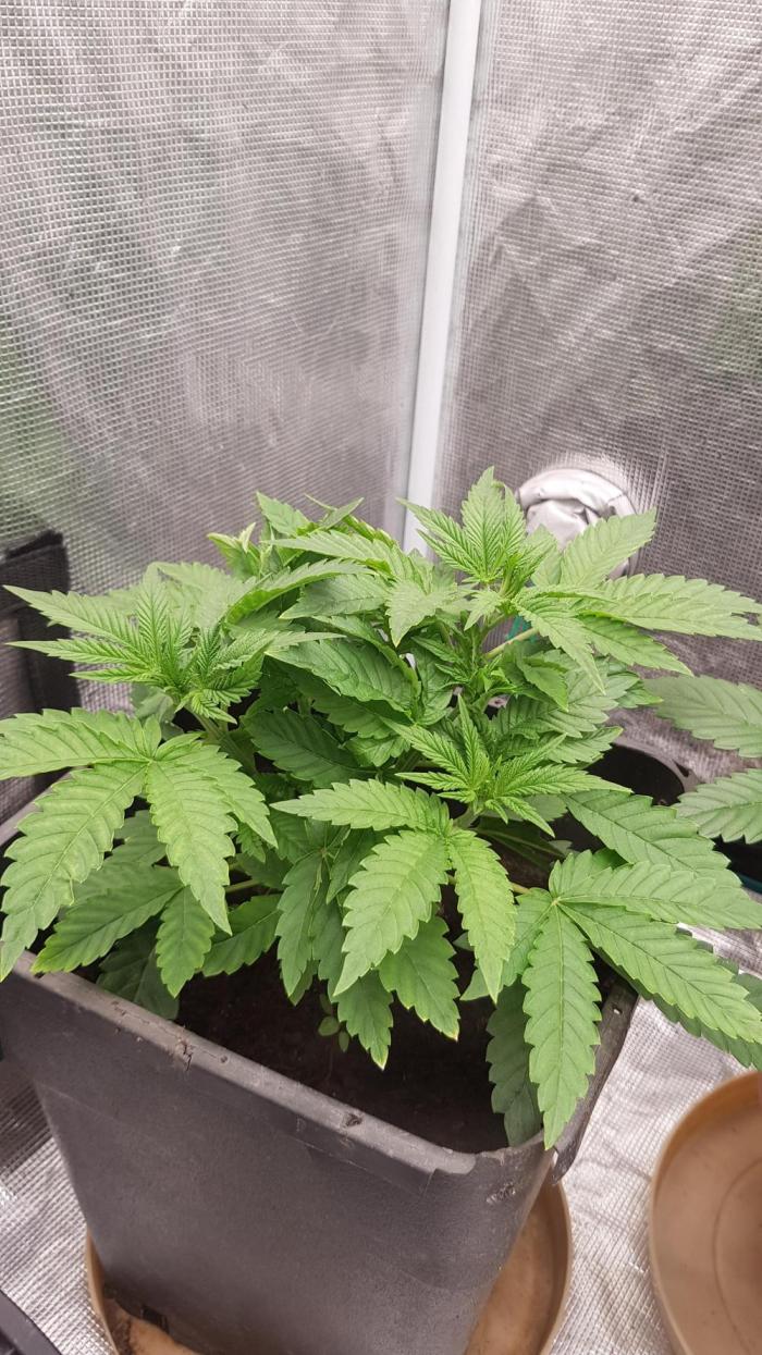 Papaya stank. Week 3