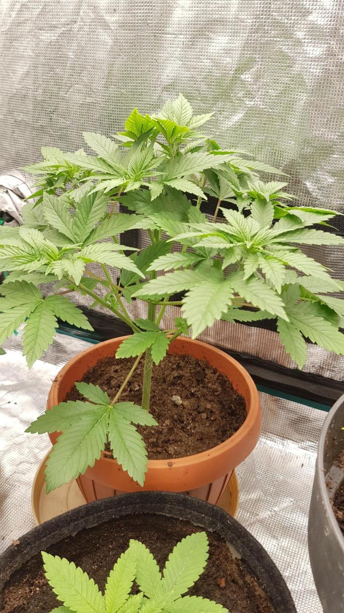 Blackwater. Week 3