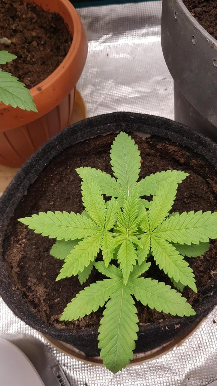 Zkittlez. Week 1