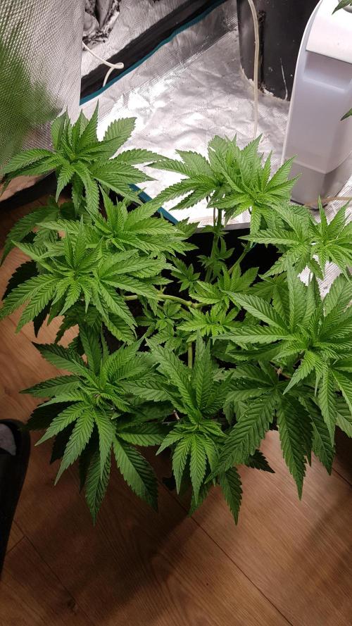 Papaya Stank. Week 4