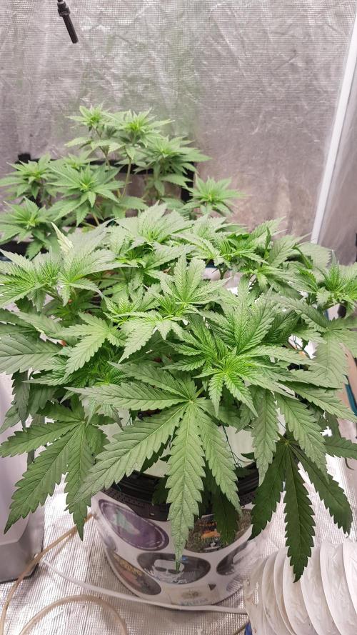 Banana Fumes. Week 4