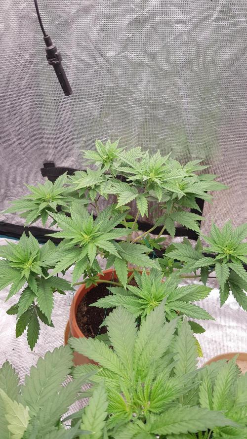 Blackwater. Week 4