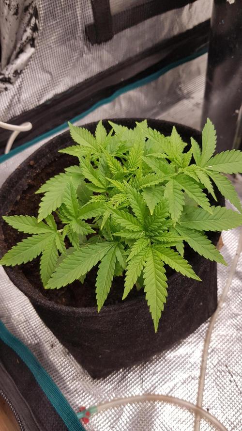 Zkittlez. Week 2