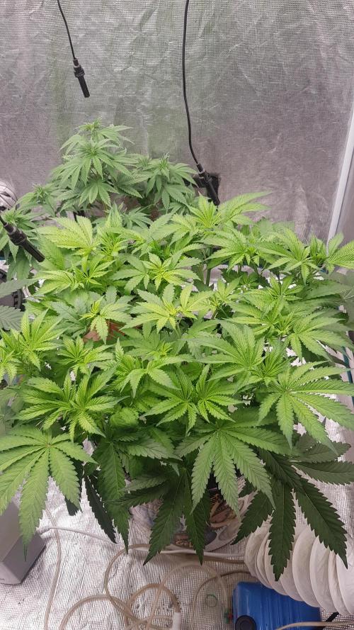 Banana Fumes. Week 5