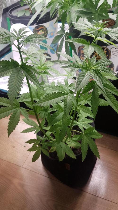 Zkittlez. Week 3