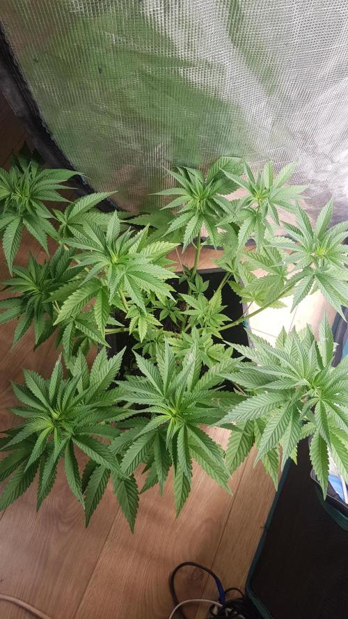 Papaya Stank. Week 5