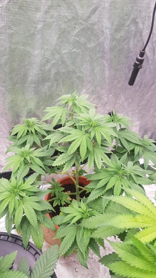 Blackwater. Week 5