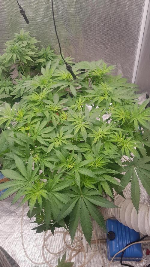 Banana Fumes. Week 6