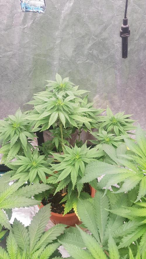 Blackwater. Week 6