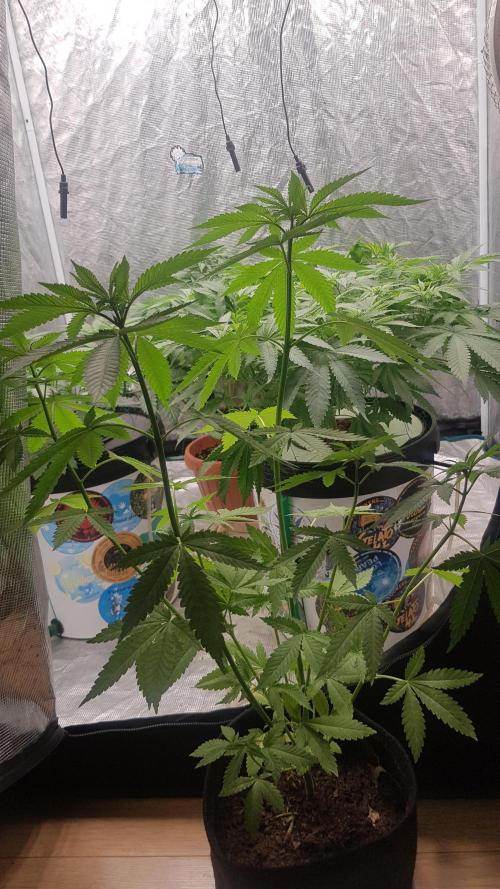 Zkittlez. Week 4