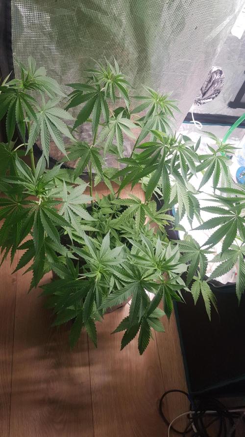 Papaya Stank. Week 6