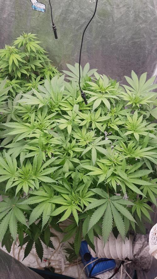 Banana Fumes. Week 7