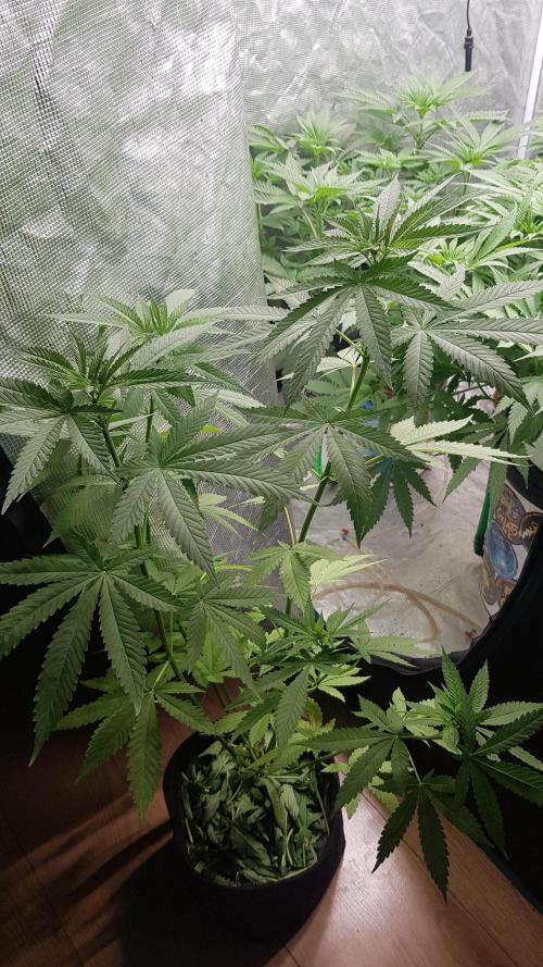 Zkittlez. Week 5