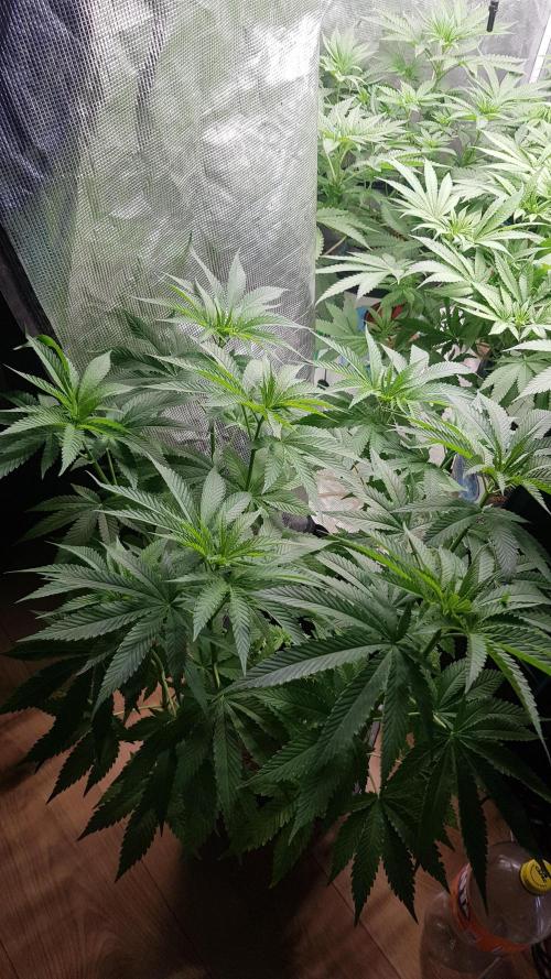 Papaya Stank. Week 7