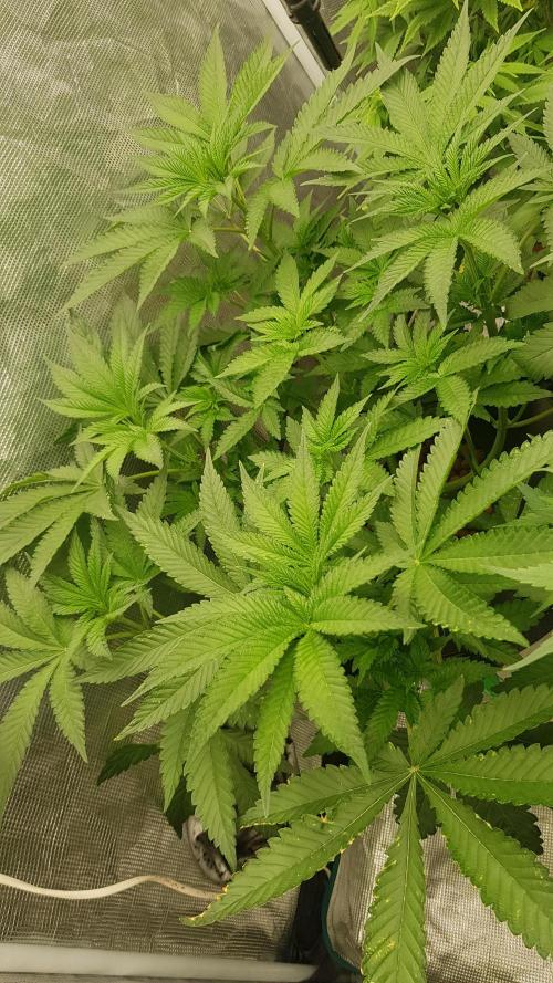 Blackwater. Week 7