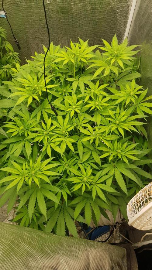 Banana Fumes. Week 8