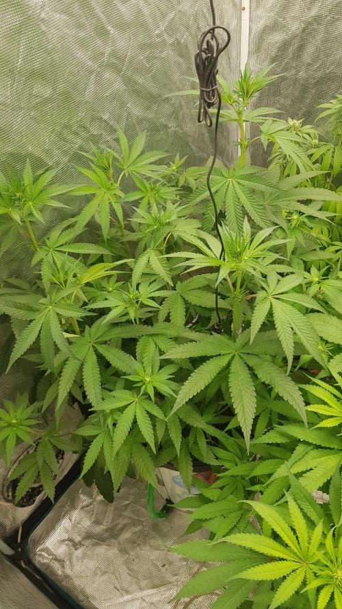 Blackwater. Week 8