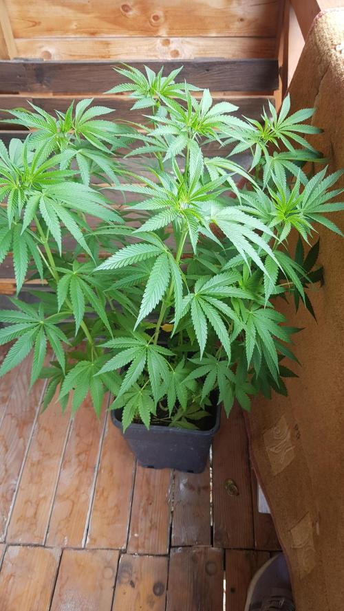 Papaya Stank. Week 8