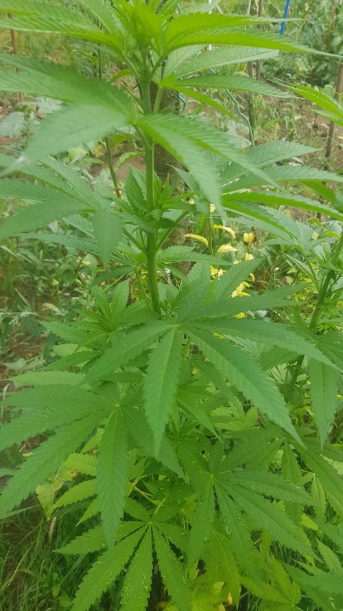 Zkittlez. Week 7