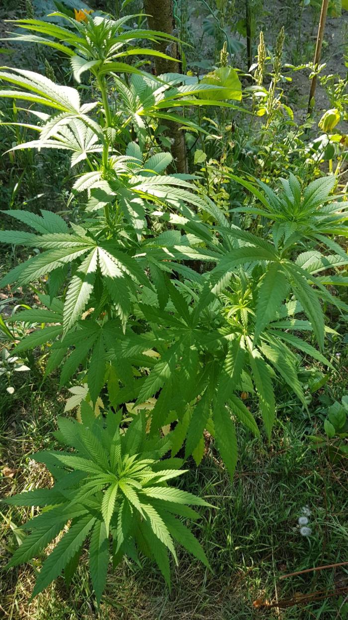 Zkittlez. Week 8