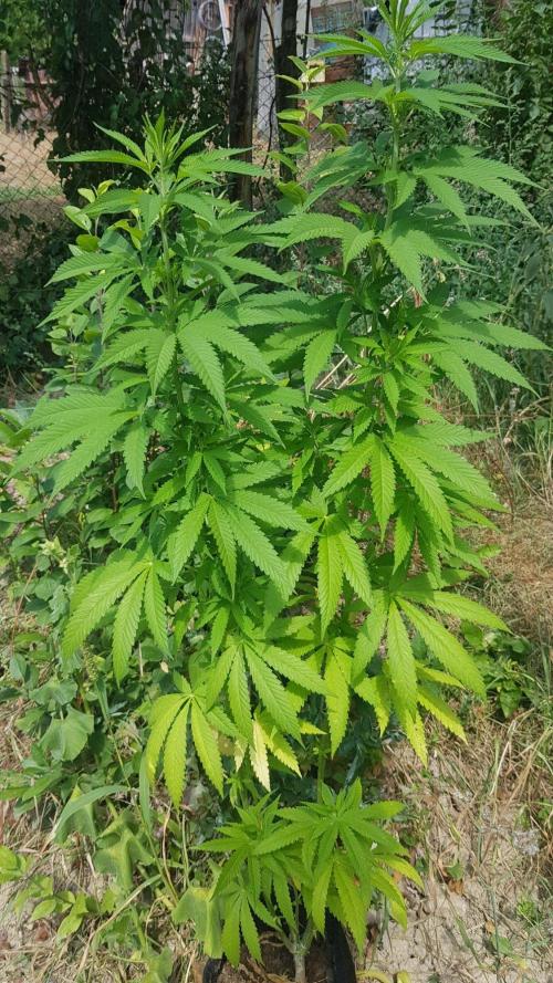 Zkittlez. Week 9