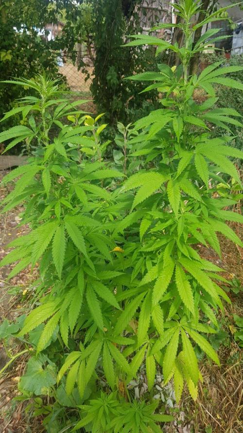 Zkittlez. Week 10