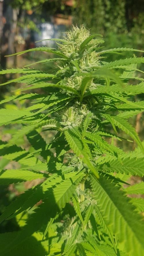 Zkittlez. Week 11