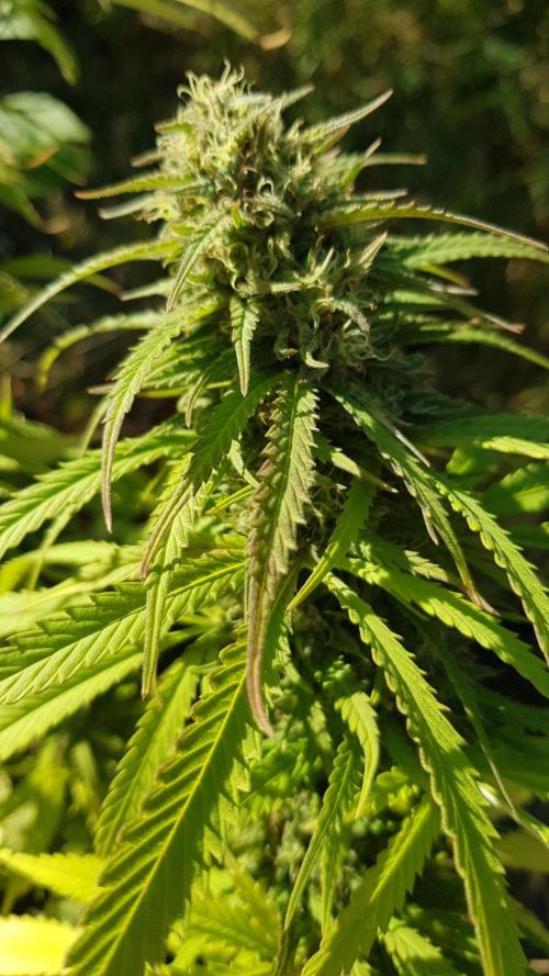 Zkittlez. Week 12