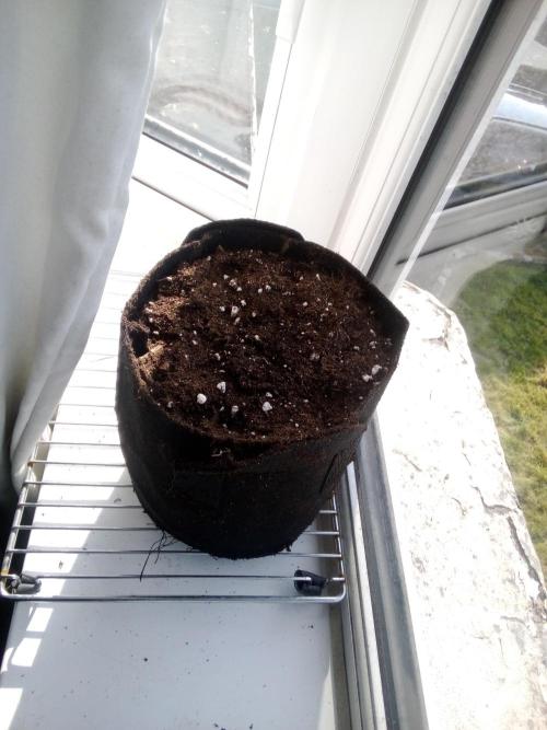 Northern Light Automatic. Week 0