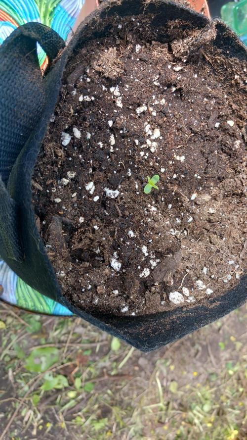 Northern Light Automatic. Week 0