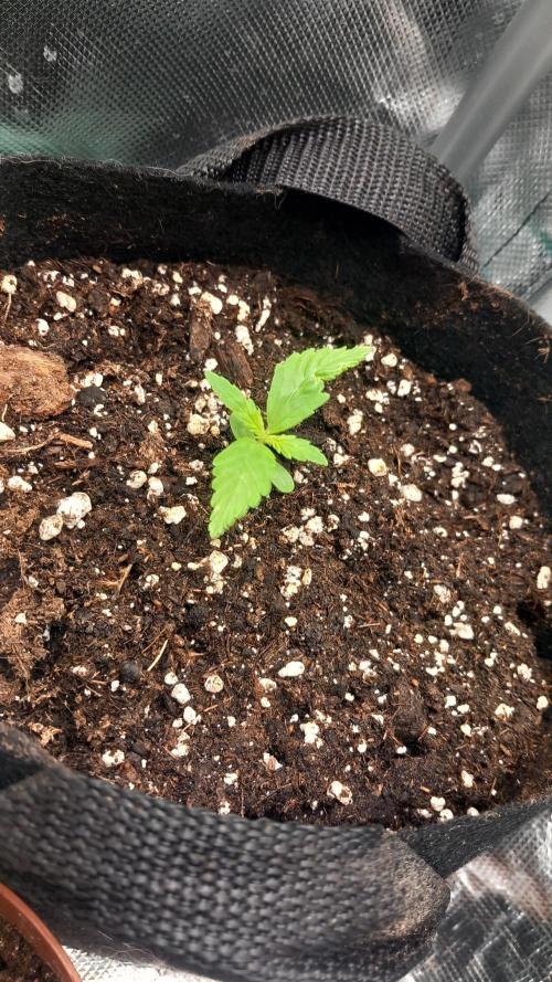 Northern Light Automatic. Week 0