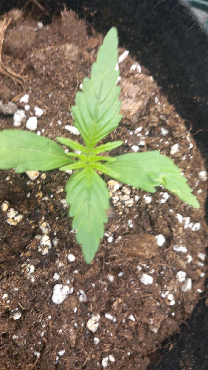 1 small outdoor plant. Week 1 - not looking good , we are on day 22 and have entered veg but its oh so small. 