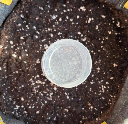 Guava Sundae Auto - Outdoor Diary 2026. Week 0