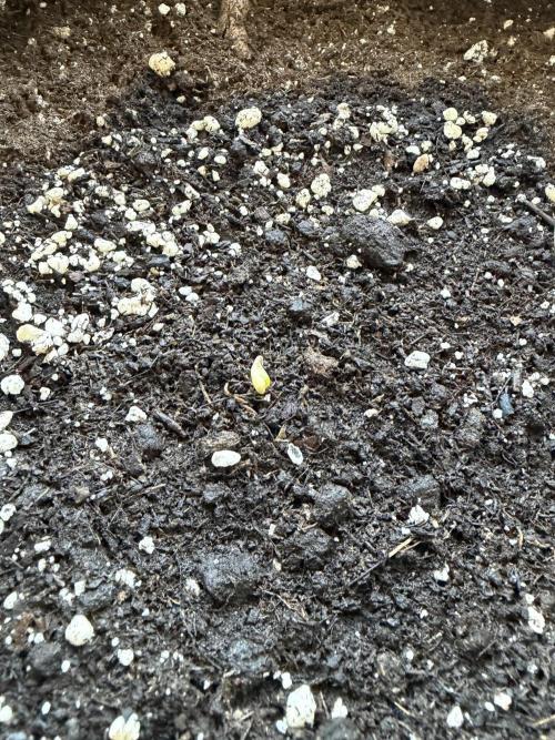 Guava Sundae Auto - Outdoor Diary 2026. Week 0