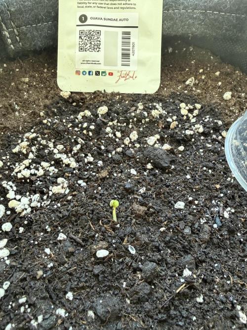 Guava Sundae Auto - Outdoor Diary 2026. Week 0