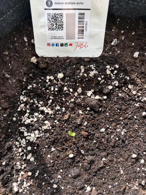 Guava Sundae Auto - Outdoor Diary 2026. Week 0