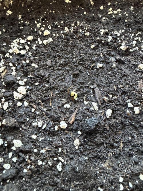 Guava Runtz Auto - Outdoor Diary 2026. Week 0