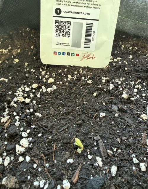 Guava Runtz Auto - Outdoor Diary 2026. Week 0